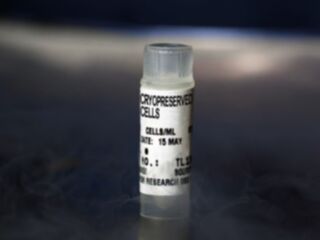 NHDF-Neo-Der Fibroblasts FGM-2, cryo amp